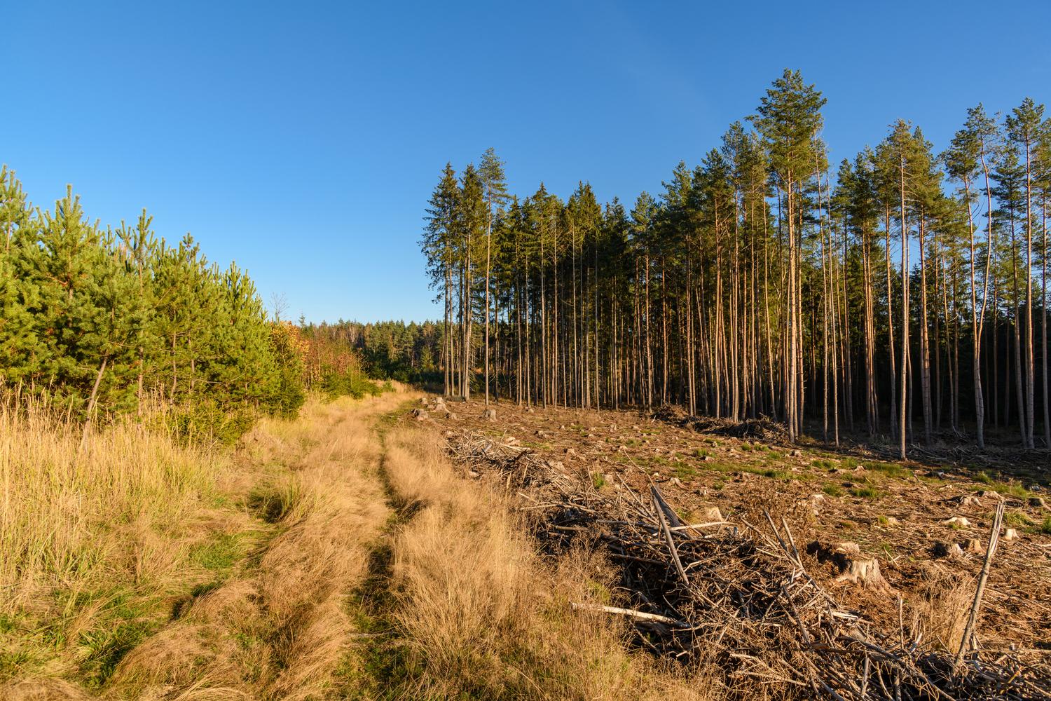 Franja de terreno despejado en un bosque de pinos, ejemplo de un cortafuegos forestal mecánico. Franja de terreno despejado en un bosque de pinos, ejemplo de un cortafuegos forestal mecánico.